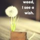 I See A Wish