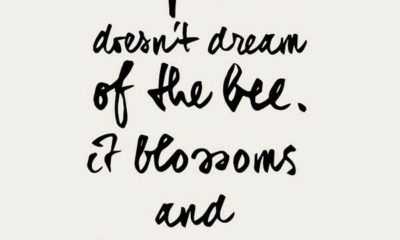 Dream Of The Bee