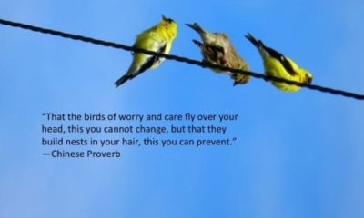 The Birds Of Worry