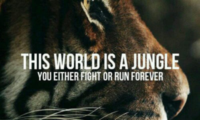 This World Is A Jungle