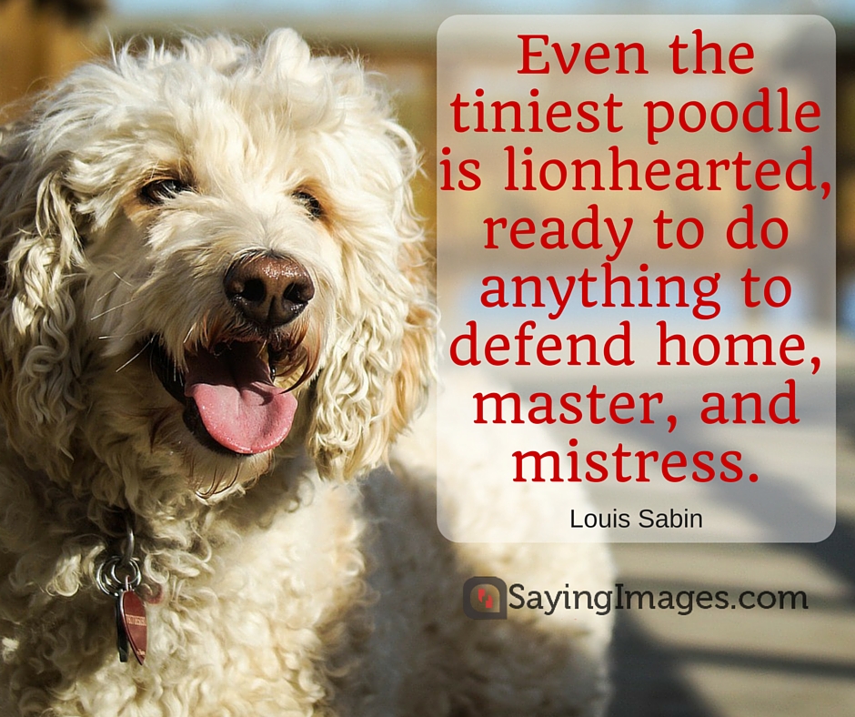 dogs quotes