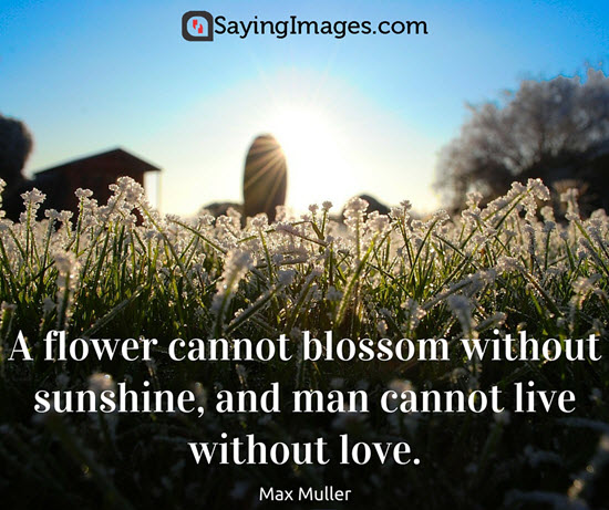 beautiful flowers quotes