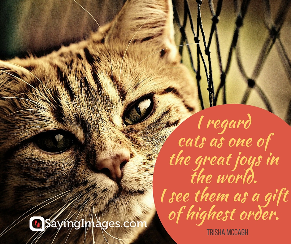 quotes about cats
