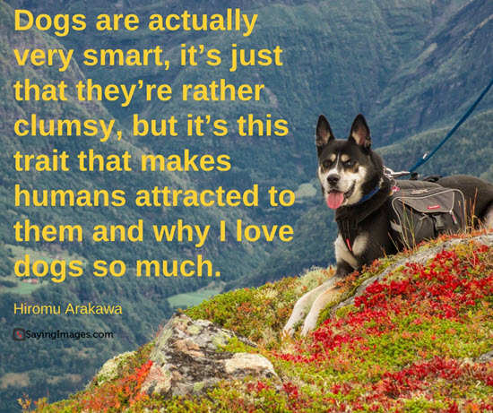 quotes for dog lovers