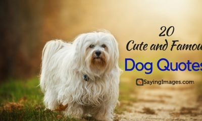 20 Cute Famous Dog Quotes