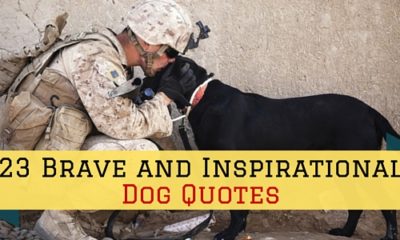 23 Brave And Inspirational Dog Quotes