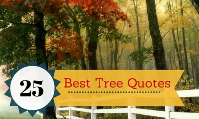 25 Best Tree Quotes