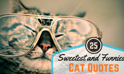 25 Sweetest And Funniest Cat Quotes