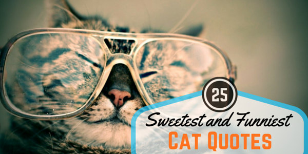 25 Sweetest And Funniest Cat Quotes