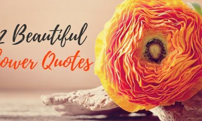 42 Beautiful Flower Quotes