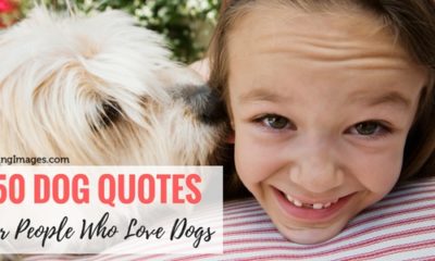 50 Dog Quotes For People Who Love Dogs