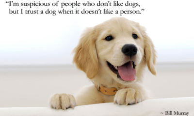 A Dog Doesnt Like A Person Bill Murray Daily Quotes Sayings Pictures