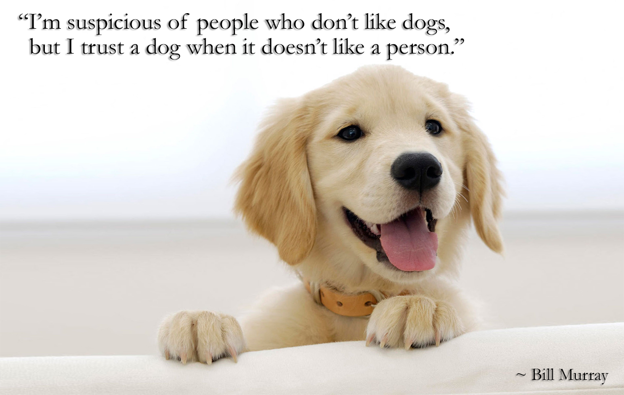 A Dog Doesnt Like A Person Bill Murray Daily Quotes Sayings Pictures
