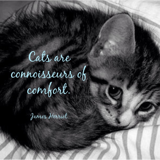 Cats Are Comfort