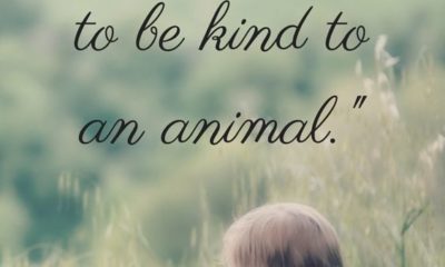 Kind To An Animal