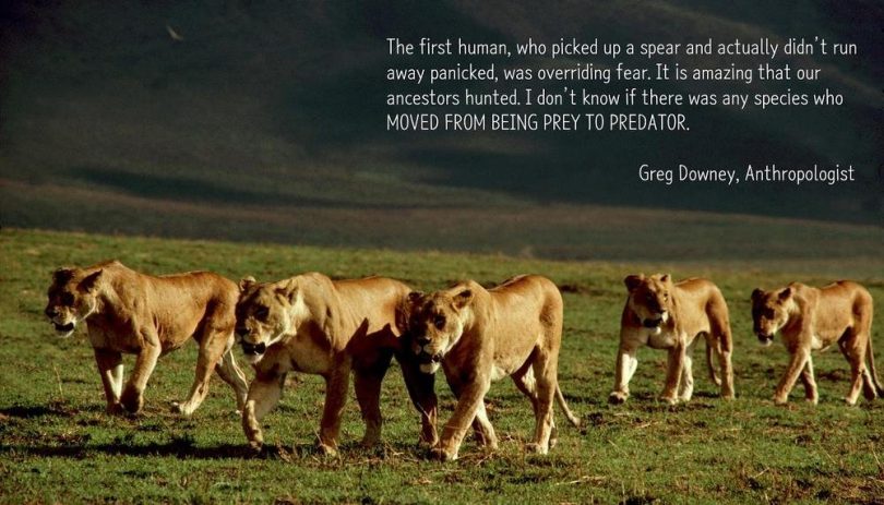 The first human, who picked up a spear and actually didn't run away panicked, was overriding fear. It is amazing that our ancestors hunted. I don't know if there was any species who moved from being prey to predator. - Greg Downey