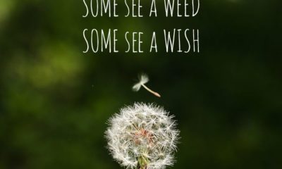 Some See A Weed