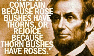 1487510607 900 Rose Bushes