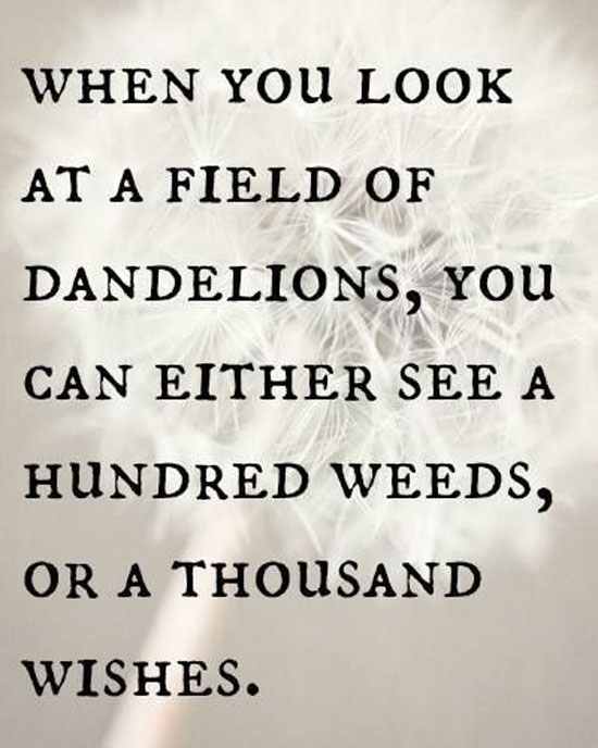 A Field Of Dandelions