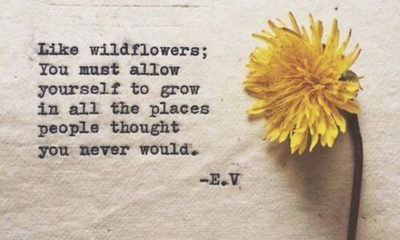 Like A Wildflower