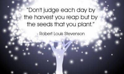 Seeds You Plant