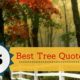 Tree Quotes