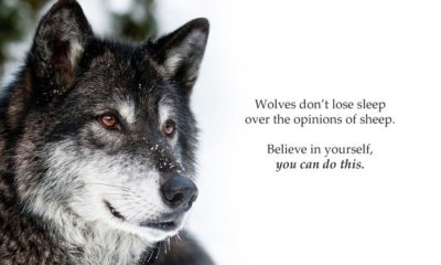 Wolves Dont Lose Sleep