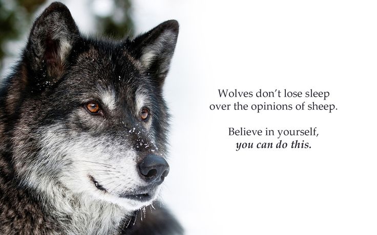 Wolves Dont Lose Sleep