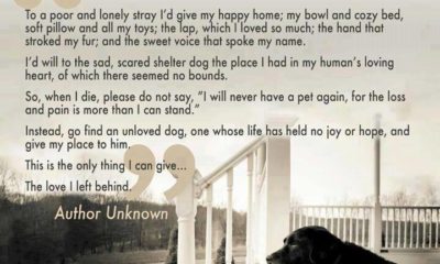 A Dogs Last Will Testament