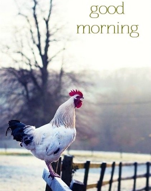 Good Morning Quotes Farm
