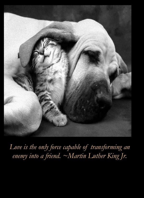 Love Martin Luther Jr King Quotes
