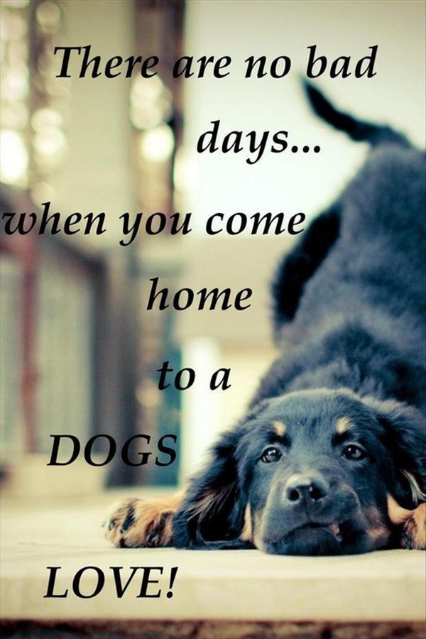Dog Quotes About Love