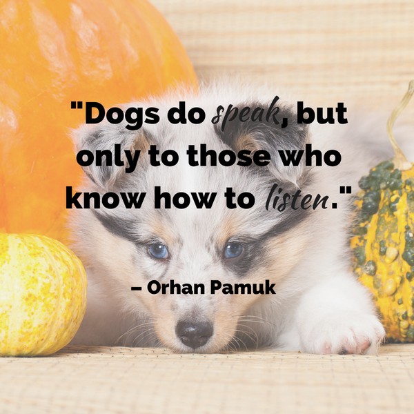 Dog Love Quotes