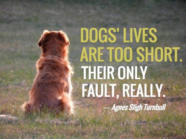 Dog Death Quote