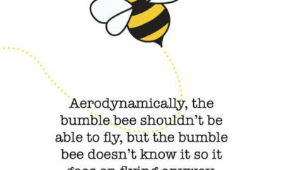 The Bumblebee