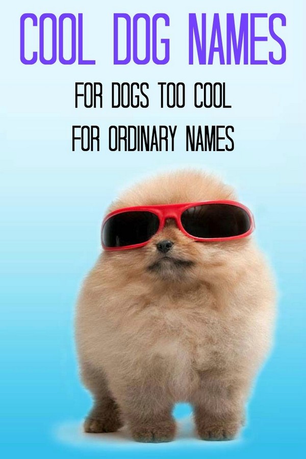 Cool Dog Quotes