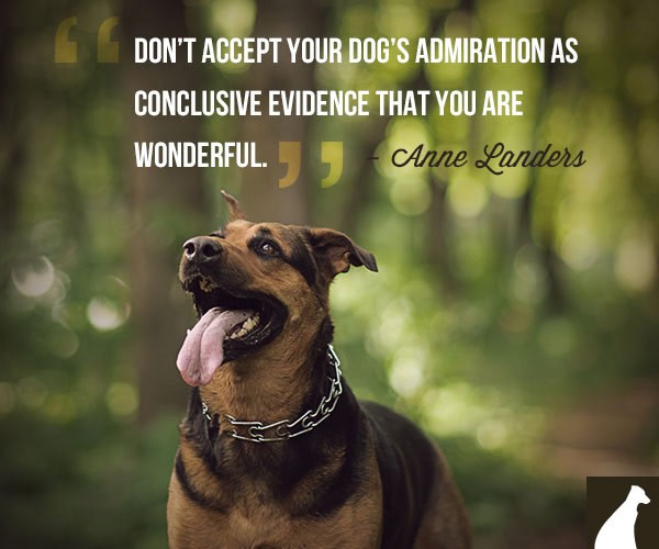 Dog Quotes About Loyalty
