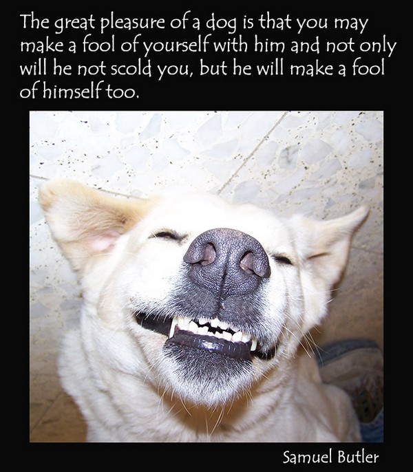 Dog Quotes Tumblr