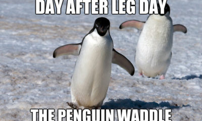 1504891069 957 25 Hilarious After Leg Day Meme