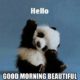 Cute Funny Good Morning Beautiful Memes For Your Loved Ones