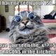 No I Havent Seen Your Lsd Have You Seen The Dragons In The Kitchen Funny Cat Memes