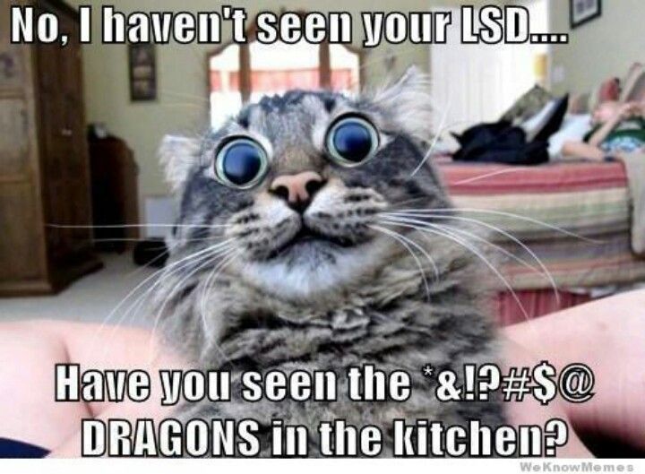 No I Havent Seen Your Lsd Have You Seen The Dragons In The Kitchen Funny Cat Memes