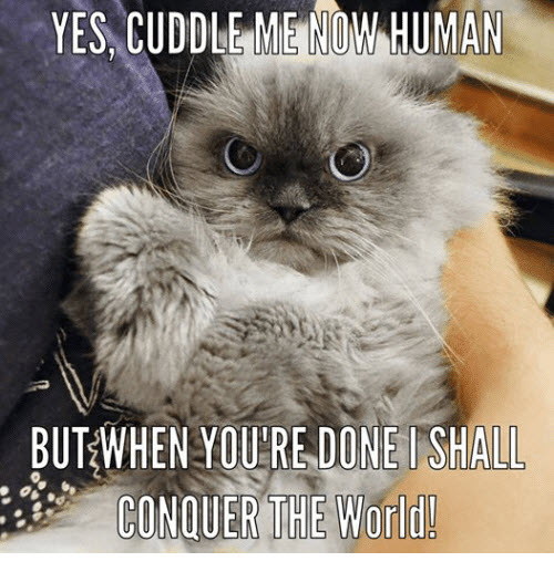 conquer the world cuddle meme