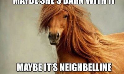 1508165603 851 20 Funny Horse Memes For Equine Lovers