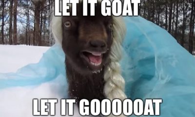 1509393700 370 25 Extremely Entertaining Goat Memes