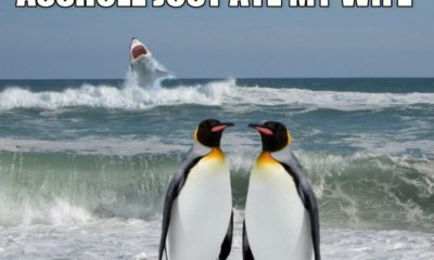 16 Penguin Memes That Are Too Adorbs For Words