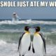 16 Penguin Memes That Are Too Adorbs For Words