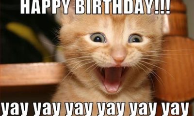 20 Adorbs Happy Birthday Cat Memes