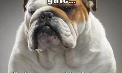 20 Cute And Funny Bulldog Memes