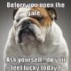 20 Cute And Funny Bulldog Memes